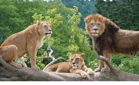 富士サファリパーク入園券 【大人1枚】 サファリパーク 動物園 動物 餌やり えさやり ふれあい 子供 こども 家族 お出かけ スポット 裾野市 裾野