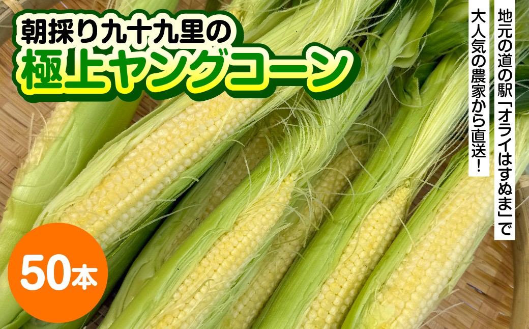 
                  地元の道の駅オライはすぬまで大人気の農家から直送! 朝採り九十九里の極上ヤングコーン 50本 SMCW003
                