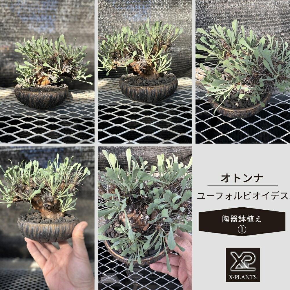 【ふるさと納税】オトンナ ユーフォルビオイデス X-PLANTS 珍奇植物 ビザールプランツ 塊根植物