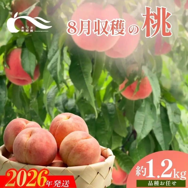 No.2328もも　8月収穫の桃　約1.2kg【2026年発送】