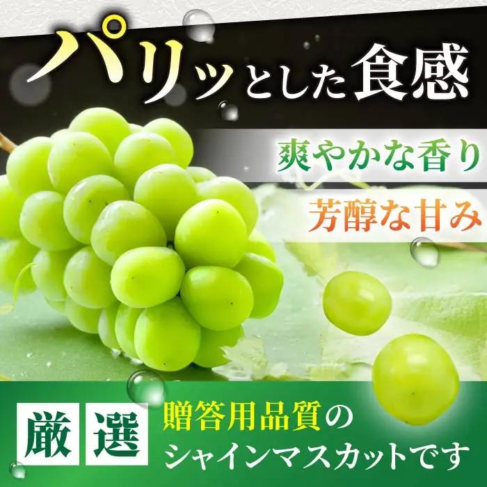 【先行受付2026年発送】東御市産シャインマスカット3kg（5～6房）【秋お届け】 