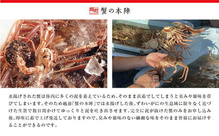 冬の日本海の味　浜茹で【越前がに　極み】11月～翌３月順次発送 [e56-x007]
