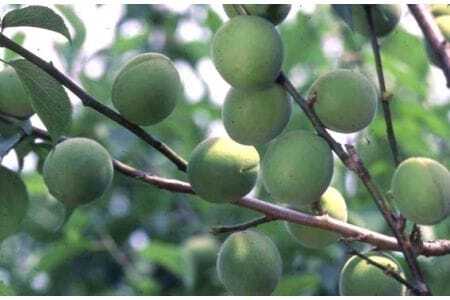 梅ピューレ  月ヶ瀬梅渓すっぴん梅 200g×2個入り