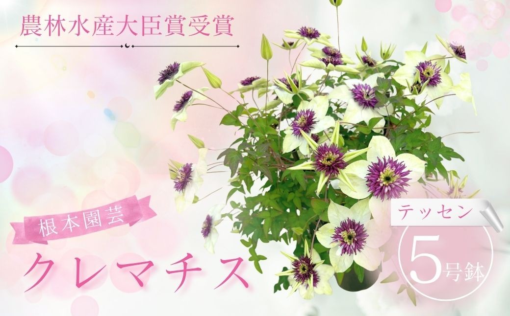 
                  【先行予約】 クレマチス テッセン 5号鉢 | 花 お花 レッド 赤 5号 花ギフト フラワーギフト 鉢花 鉢植え ギフト プレゼント 贈答 根本園芸 クレマチス aj002-ac
                