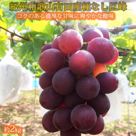 紀州有田産の種なし巨峰ぶどう約２kg【先行予約】【2025年8月下旬以降発送予定】　	AN026