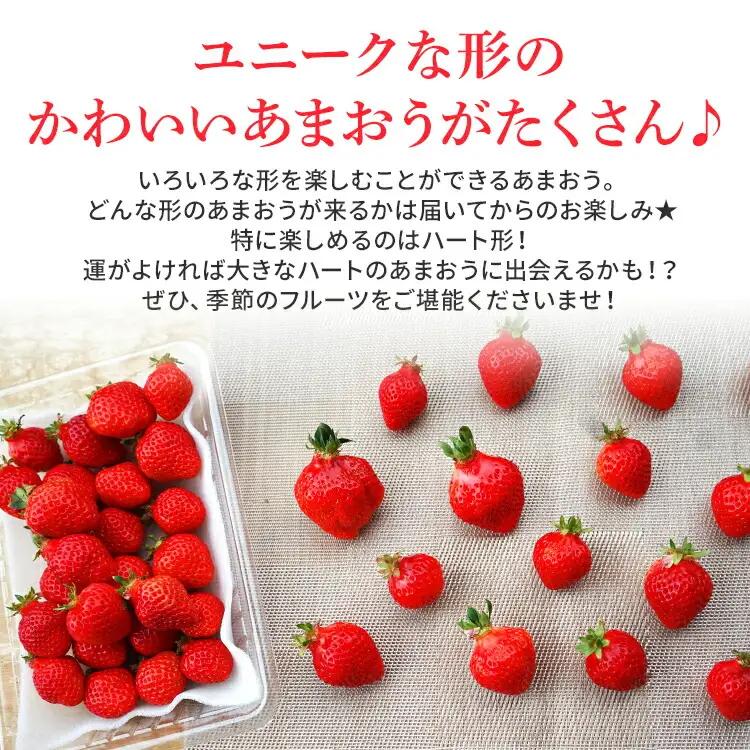 いちご ジャム用あまおういちご 2kg 【2月後半～5月前半発送】BD07