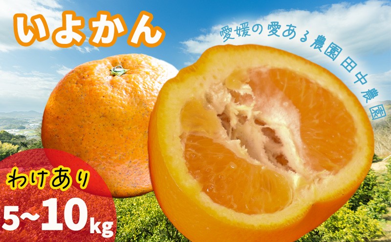 
                   【2027年1月上旬頃から順次発送】訳あり 伊予柑  約 5 / 10kg | いよかん 愛媛県産 国産 愛媛みかん 愛媛蜜柑 愛媛ミカン みかん ミカン mikan 柑橘類訳アリ ワケアリ 蜜柑 柑橘 フルーツ 果物 くだもの お取り寄せ 産地直送 数量限定 人気 おすすめ 愛媛県 松山市 田中農園
                