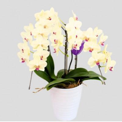 ふるさと納税 京田辺市 【胡蝶蘭】フォーチュンザルツマン 3本立ち