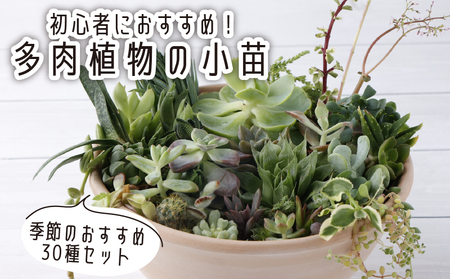 多肉植物の小苗３０本セット（３０種類アソート）多肉植物 植物 多肉植物セット インテリア ギフト _sh016