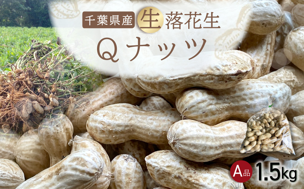 
                  【先行受付・9月中旬より順次発送！】Qナッツ 生落花生 1.5kg SMAH014 ／ふるさと納税 落花生 生 生落花生 Qナッツ Qなっつ A品 新品種 希少 旬 季節限定 あっさり 香ばしい 甘い 塩ゆで おやつ おつまみ  千葉県 山武市千葉県産
                