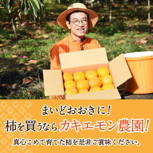 富有柿 約2kg(箱込) 【訳あり・ご家庭用】カキエモン農園 【2026年11月下旬～12月下旬頃順次発送】【BX-kkem031】