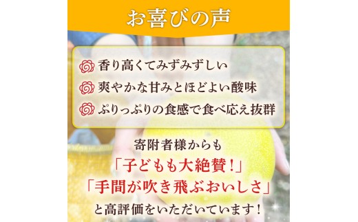 土佐文旦 贈答用 文旦 高級 3Lサイズ 7個 文旦 3Lサイズ 大玉 ぶんたん 柑橘 土佐文旦 柑橘類 フルーツ 旬 常温 果汁 ふるさと納税果物 ふるさと納税文旦 ふるさと納税フルーツ デザート 