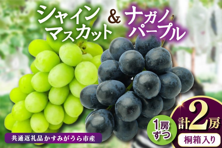 
            桐箱入りナガノパープル1房・シャイマスカット1房　県内共通返礼品:かすみがうら市産 (BR164)
          