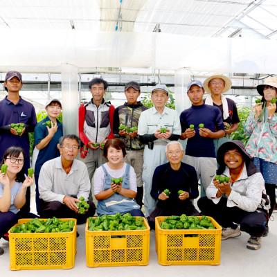 ふるさと納税 土佐市 高知県産 植田ファームのこだわりピーマン 3kg |  | 02