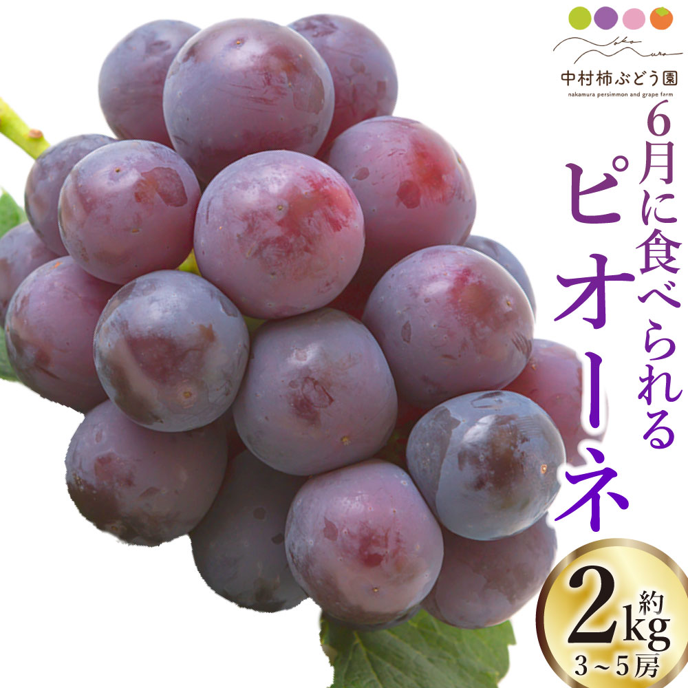 【ふるさと納税】中村柿ぶどう園 6月に食べられるぶどうピオーネ 3房から5房 （約2kg） 【2026年6月上旬～6月下旬より順次発送予定】 ぶどう ブドウ 葡萄 果物 フルーツ 冷蔵 送料無料 福岡県 うきは市