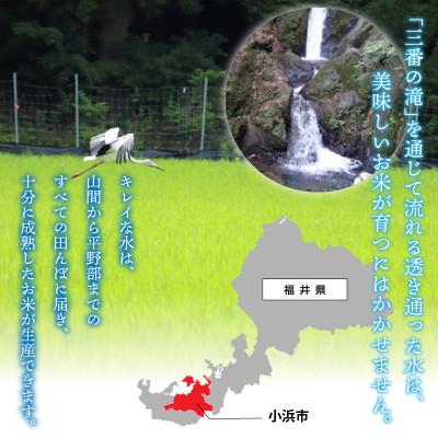 ふるさと納税 小浜市 令和7年産新米　福井県産ハナエチゼン白米　10kg |  | 03