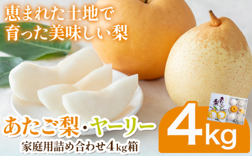 【先行予約】あたご梨2～3玉 ヤーリー3～7玉 家庭用詰め合わせ4kg箱 石原果樹園 《2026年11月中旬-12月下旬頃より発送予定》岡山県 浅口市 梨 なし 果物 フルーツ くだもの あたご 訳あり
