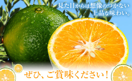 スイートスプリング約5kg 柑橘 かんきつ 果物 フルーツ 品種 生産者直送 産地直送 南国 潮風 天草 西海岸 苓北 都呂々 国産 九州 熊本県 送料無料《12月上旬-1月下旬頃出荷予定》