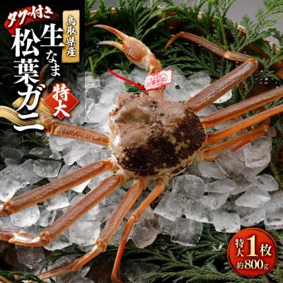 ふるさと納税 境港市 <11月中旬〜2月下旬配送予定>鳥取県産　生松葉ガニ(タグ付き)特大1枚