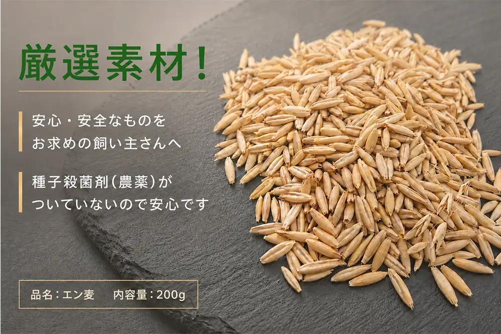 プロ仕様の 無農薬 猫草のタネ 10袋 計2kg (5号鉢で約100回分) [1214]