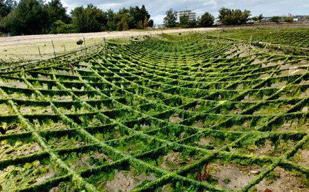 沖縄県産 乾燥あおさ (15g×8袋入り) あおさ アーサ 海藻 国産 小分け 沖縄市 / 合同会社沖縄直販[BCDM001]