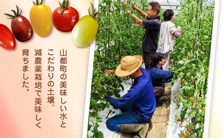 【全2回定期便】【期間限定】熊本県産 減農薬栽培 トマト ミディトマト 詰め合わせ 800g×2セット 計1600g 食べ比べ ギフトセット 産地直送【矢仁田農園】[YDE018]