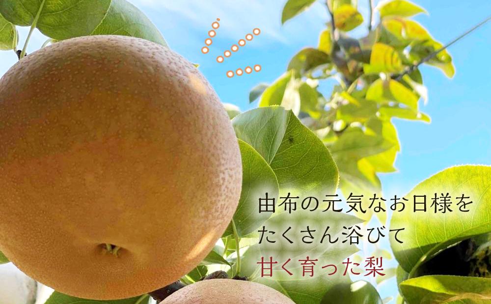 【定期便 全3回／2025年8～10月発送】＜旬の梨おまかせ5kg・6-14玉＞×3回（自家製有機肥料・減農薬・化学肥料無使用）