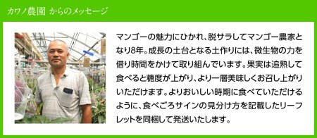 【令和7年発送】宮崎県産完熟マンゴー「果実の宝石」　4L×1玉 【 果物 フルーツ マンゴー 宮崎県産 みやざきマンゴー 先行予約 数量限定 期間限定 】