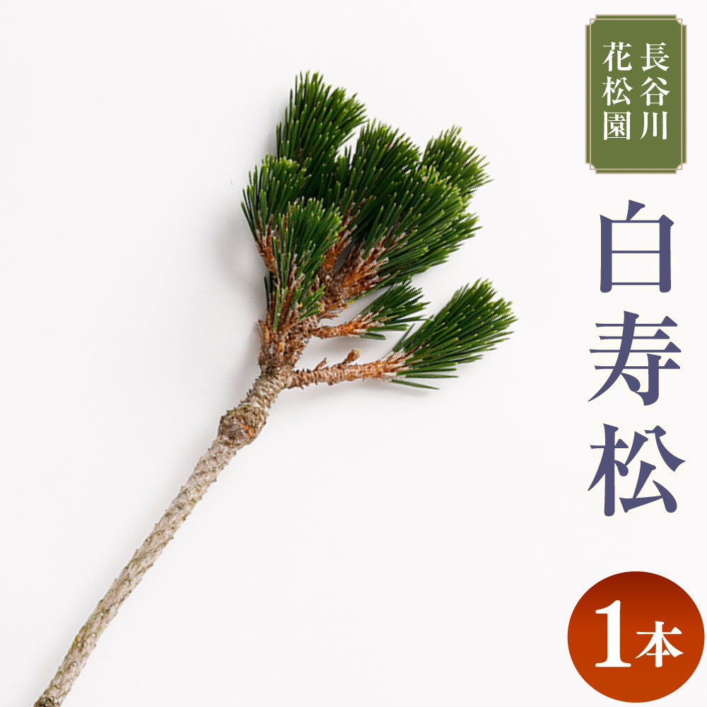 【ふるさと納税】白寿松 1本 高さ100cm前後 松 植物 観葉植物 インテリア お正月飾り 正月 茨城県 神栖市 送料無料【2025年10月上旬～2026年3月下旬迄発送予定】