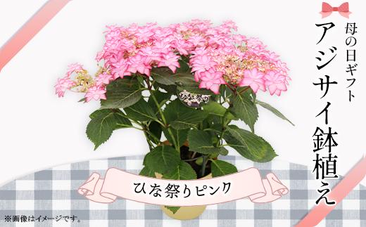 737【母の日ギフト】アジサイ鉢植え（品種：ひな祭りピンク） 母の日 感謝 プレゼント