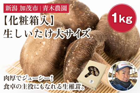 【化粧箱入】生しいたけ 大サイズ 約1kg（19～27個）《10月中旬から順次発送》 品評会で金賞受賞！ きのこ しいたけ 椎茸 特大 食べ応えある大きさ 肉厚で旨味たっぷり！ ギフト 加茂市 青木農園