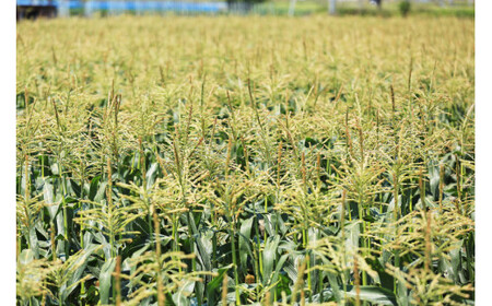 ゴールドラッシュ 約5kg [ラハマン農園 山梨県 中央市 21470839] トウモロコシ とうもろこし やさい  期間限定 季節限定 数量限定 産地直送 【2026年6月上旬～6月下旬発送予定】