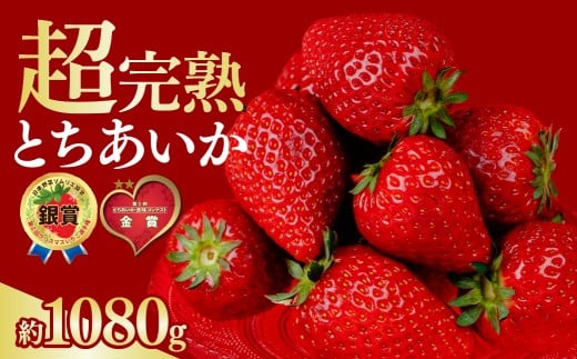 いちご 選手権金賞農園の 厳選&完熟&朝摘み とちあいか レギュラーサイズ 約270g × 4パック 合計1080g【2月以降発送】 | いちご イチゴ 苺 とちあいか とちおとめ 第2回いちご選手権金賞 ブランドいちご ストロベリー 完熟 甘い あまい 果物 フルーツ くだもの 旬 産地直送 栃木県産 鈴木ファーム 栃木県 茂木町