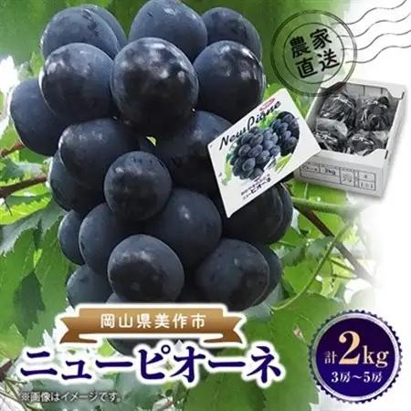 晴れの国　おかやまのニューピオーネ　2kg(3房～5房)_果物・フルーツ ぶどう・マスカット  ブドウ 葡萄 _【配送不可地域：離島】【1074126】