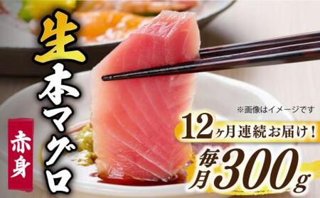 【全12回定期便】五島列島産養殖生本かみマグロ 赤身 300g 【カミティバリュー】[RBP025] 本マグロ 本まぐろ 本鮪 本マグロ 本まぐろ 本鮪 本マグロ 本まぐろ 本鮪 本マグロ 本まぐろ 本鮪