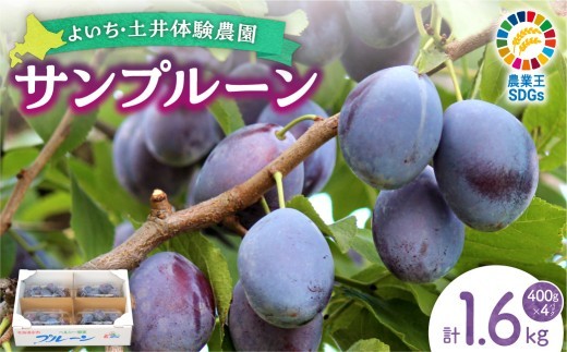 
                  【先行予約：2026年9月中旬以降発送】小玉で食べやすい！ 余市産 生プルーン 1.6kg サンプルーン 甘酸っぱい
                
