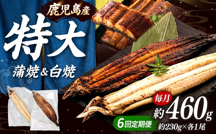 
                  全6回定期便 鹿児島産うなぎ2尾 蒲焼・白焼セット ▼うなぎ蒲焼 ウナギ 鰻 蒲焼 白焼 有頭 桂川町/山水商事 [ADAH019]
                