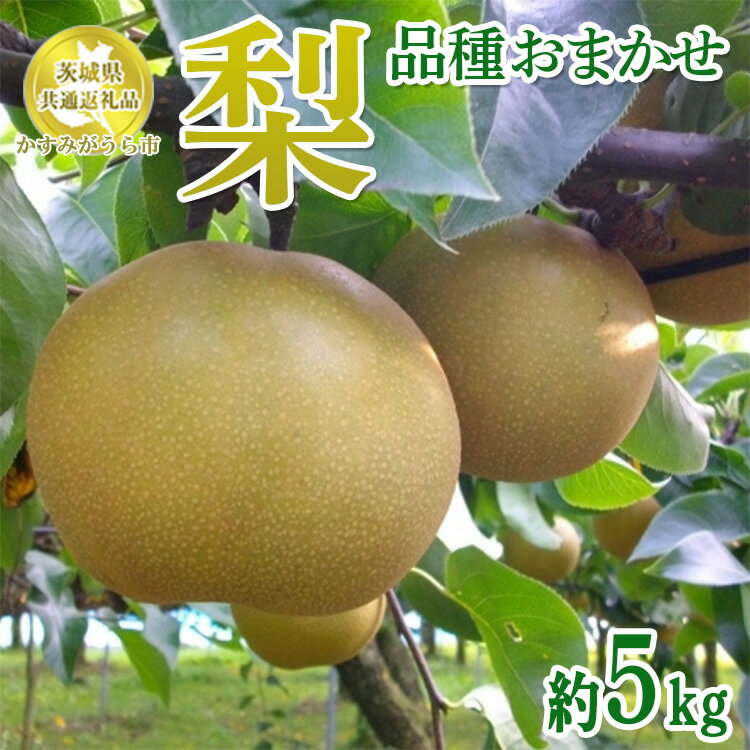 【ふるさと納税】茨城県産 梨【品種おまかせ】約5kg【茨城県共通返礼品　かすみがうら市産】※2025年9月中旬～2026年1月下旬頃に順次発送予定 ※離島への配送不可