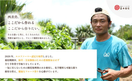 穫れたて新鮮冷凍！西表島の完熟ピーチパイン4.8kg(400g×12袋)　