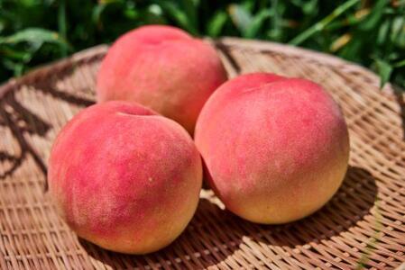 【2026年8月中旬発送】オリジナルブランド 富士桃 約2キロ 河口湖で初の桃栽培！ 先行予約