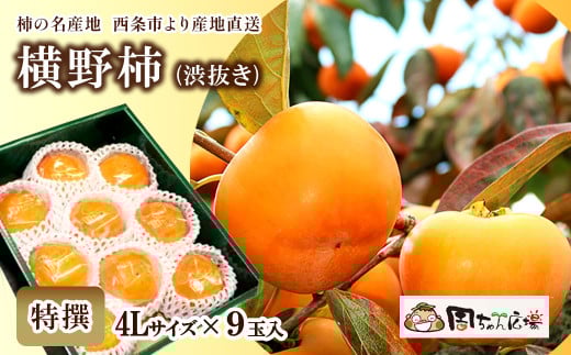 【先行予約】 愛媛県西条産 「横野柿（渋抜き）」（JA周桑） 特撰4Lサイズ×9玉入り　2025年12月発送 周ちゃん広場