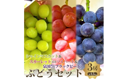 【先行予約】【数量限定】おすすめ感謝 セット ぶどうセット シャインマスカット スカーレット or マイハート 泉湧誉 3房 詰め合わせ ぶどう マスカット 食べ比べ フルーツ 果物  大阪府 岸和田市 [№5385-0496]