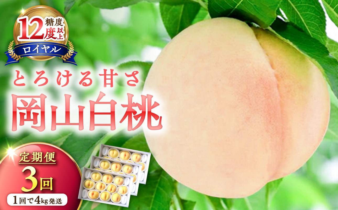
                  【定期便】岡山県産 白桃 最高ランク！「ロイヤル」約4kg×3回発送【白桃 ロイヤル フルーツ 果物 くだもの もも 桃 モモ 岡山県産 2027年 令和9年 先行受付 先行予約】
                