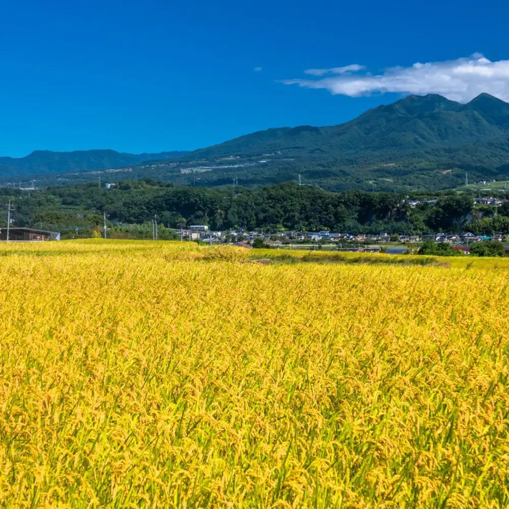 【令和8年産 先行予約】喜多方産天のつぶ10kg　【07208-0836】