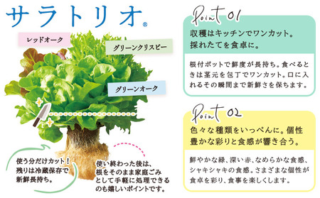 野菜 サラ詰め合わせセット　野菜セット