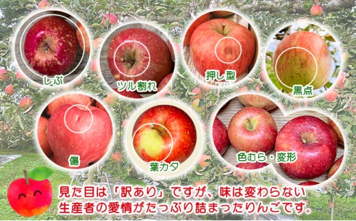 【10月中旬発送】訳あり りんご 糖度14度以上 高糖度 megumi farmのサンジョナゴールド 家庭用 約3kg（6〜7玉入） 果物 フルーツ 産地直送 料理 青森県 鰺ヶ沢町