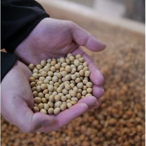 岩泉みそ〔並・特 食べ比べ〕900g×2パック 18ヶ月長期熟成 天然醸造 無添加味噌 発酵生味噌【配送不可地域：離島】【1710118】