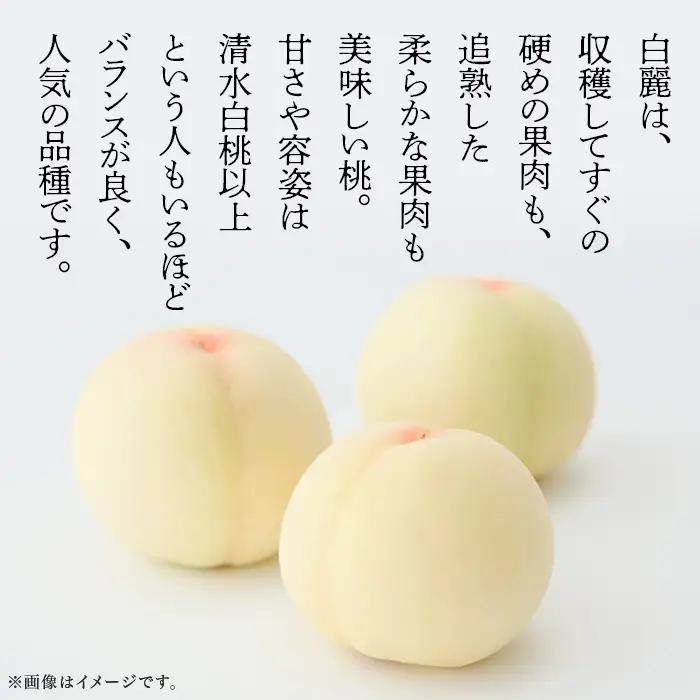 【ご家庭用】岡山白桃 白麗 5～7玉【2026年7月中旬頃から順次発送】