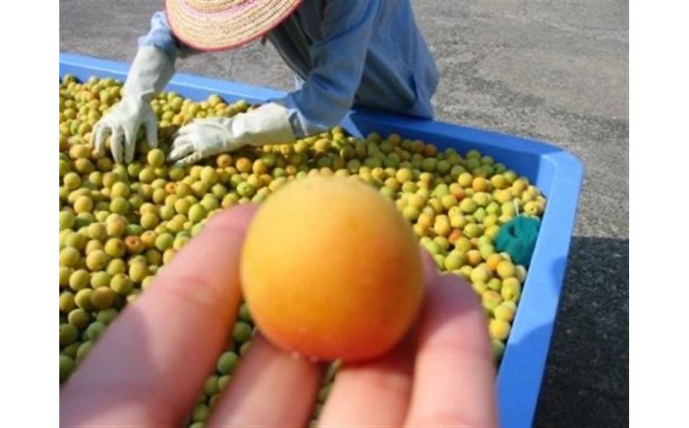 小田原老舗店が作った梅干しカップ3種類セット