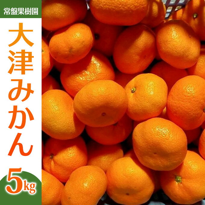 【ふるさと納税】大津みかん（5kg）※12月中旬～下旬発送 | みかん 大津みかん 大津 フルーツ 柑橘 湯河原 人気 おすすめ 送料無料